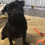 Un Bullpug assis sur une moquette et semblant détendu