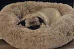Un Bullpug allongé dans un panier et semblant dormir 