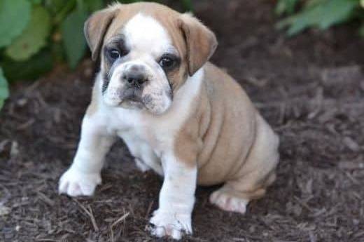 Un Bullpug assis sur un lit de paillis avec des plantes et des fleurs en arrière-plan