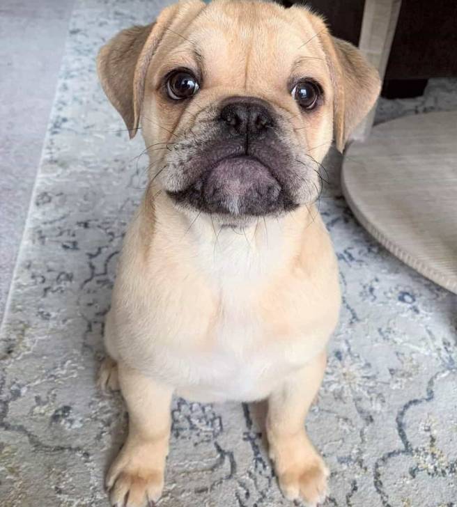 Un Bullpug  assis avec ses pattes avant sur un tapis et ses pattes arrière repliées sous son corps