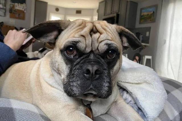 Un Bullpug portant un collier et allongé sur une couverture grise