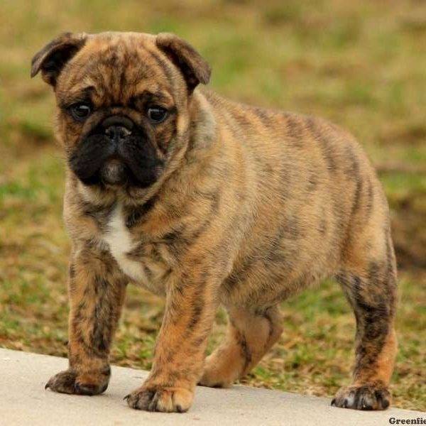 Un Bullpug debout sur une zone herbeuse avec un trottoir