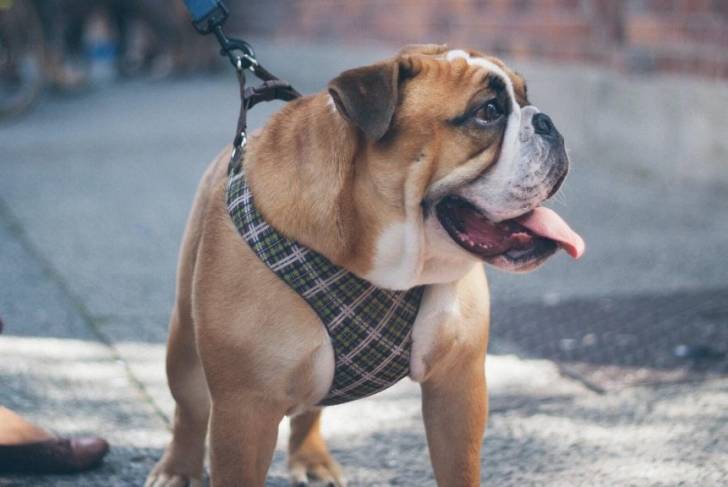 Un Bullpug en laisse debout sur un trottoir avec le regard tourné vers sa gauche