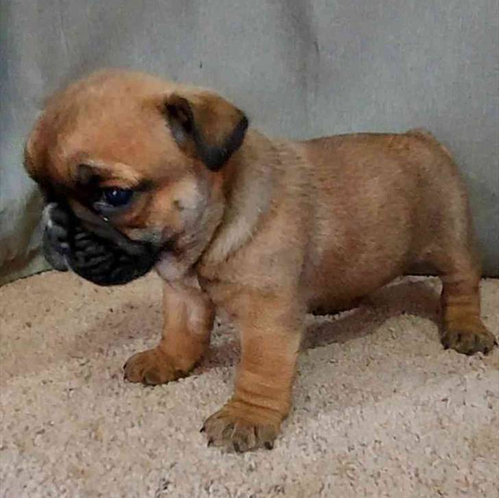 Un Bullpug tourné vers la gauche debout sur un tapis de couleur