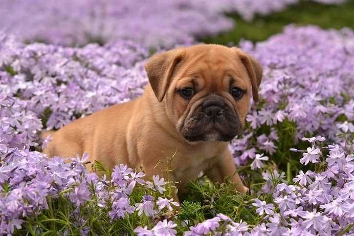 Un Bullpug assis dans un champ de fleurs violettes