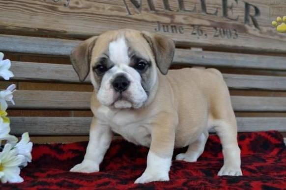 Un Bullpug debout au-dessus d'une couverture sur un banc