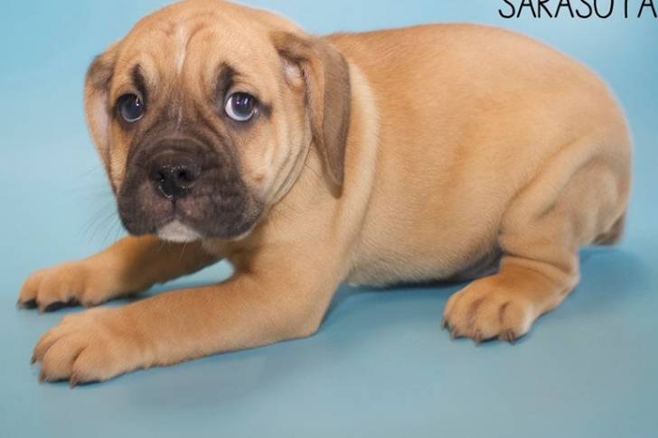 Un Bullpug allongé sur un fond bleu
