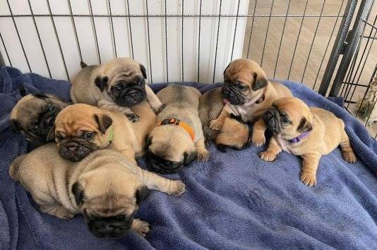 Huit Bullpugs couchés sur une couverture bleue dans une cage en fil de fer