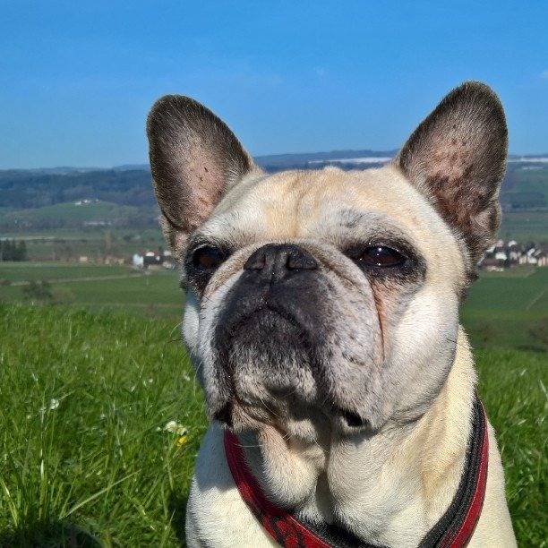 Un Bullpug portant un harnais rouge et regardant directement la caméra dans un champ vert