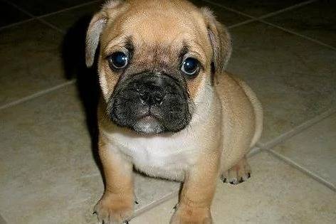 Un Bullpug assis sur un sol carrelé