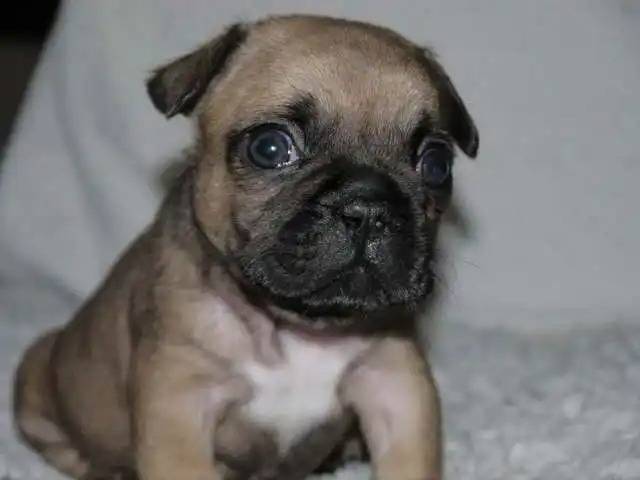 Un Bullpug faisant face à la caméra et assis sur une couverture grise