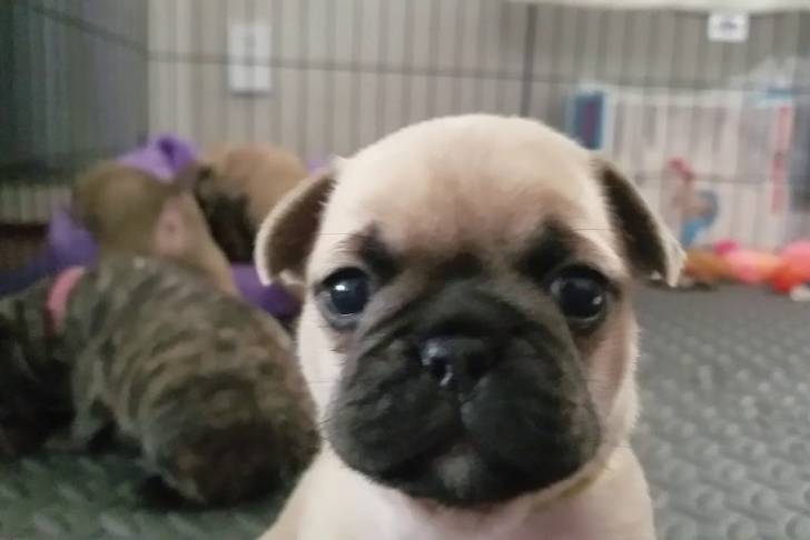 Un Bullpug regardant droit dans la caméra et assis sur un sol recouvert d’un tapis gris