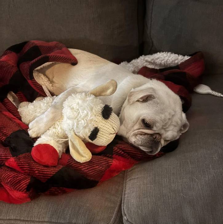 Un Bullpug allongé sur un canapé et ayant une patte posé sur une peluche 