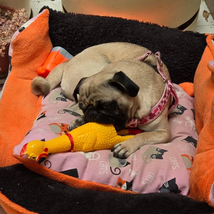Un Bullpug allongé dans un panier et portant un harnais 