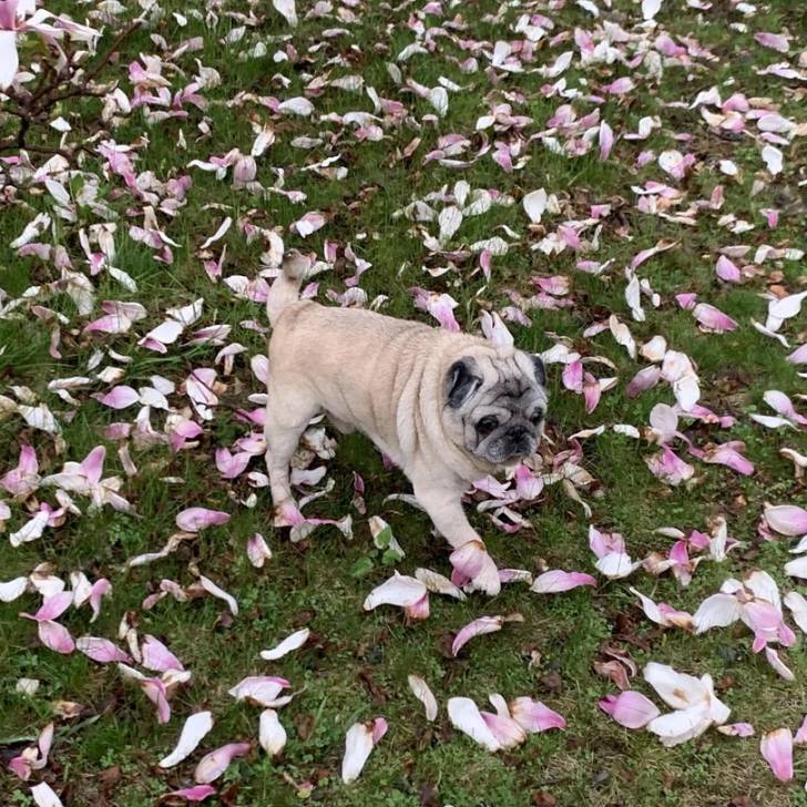Un Bullpug sur un terrain herbeux et semblant détendu 