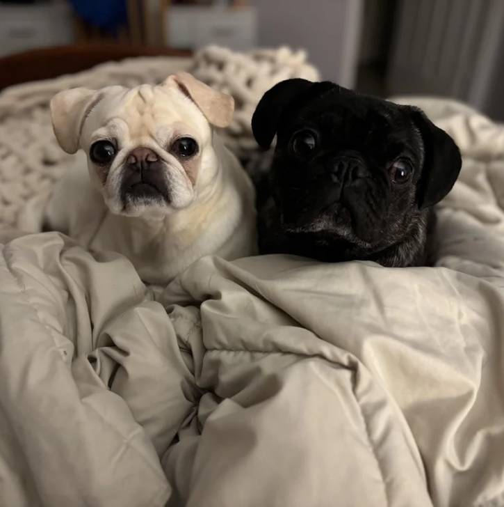 Deux Bullpug allongés sur un lit et regardant tous les deux la caméra