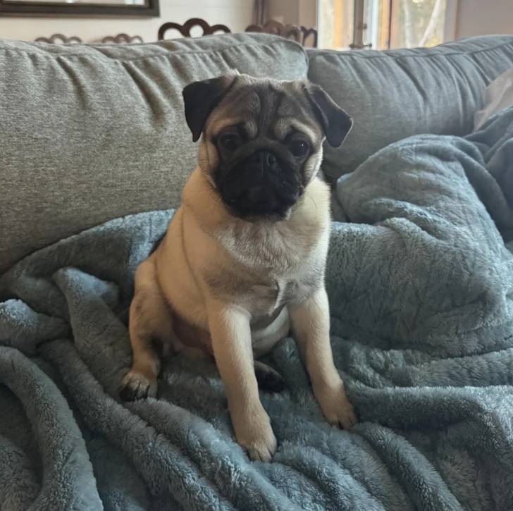 Un Bullpug assis sur un canapé et regardant vers la caméra 