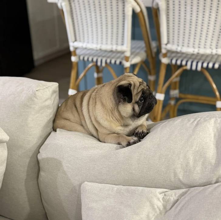 Un Bullpug allongé sur un canapé et semblant détendu 