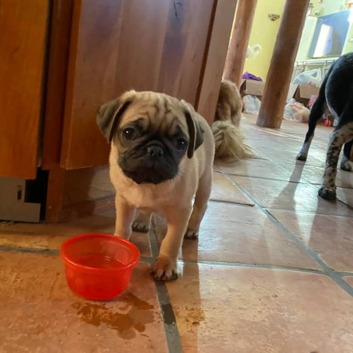 Un Bullpug sur un sol carrelé et regardant vers la caméra