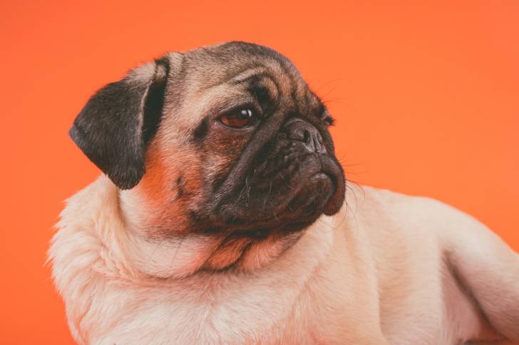 Un Bullpug sur un fond orange et semblant détendu