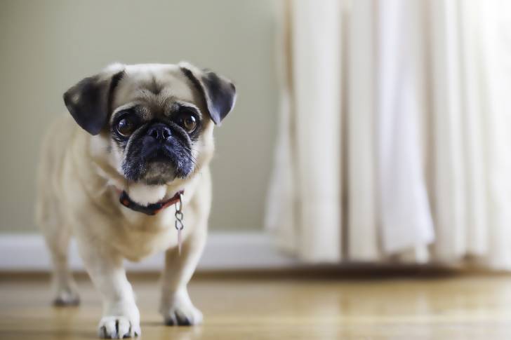 Un Bullpug sur un plancher et portant un collier autour du cou