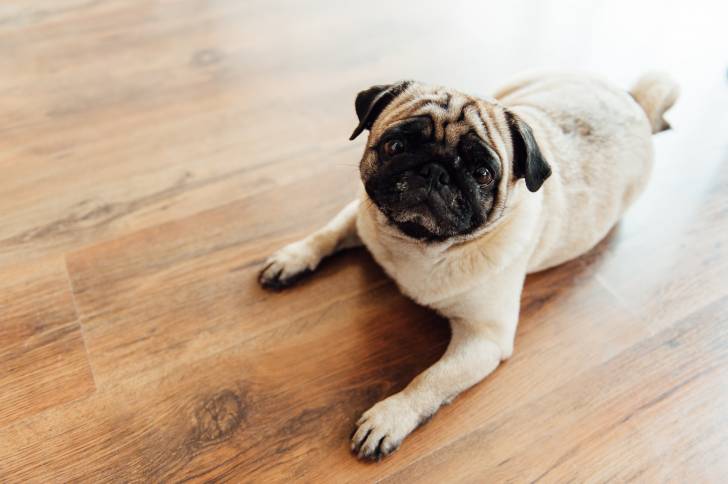 Un Bullpug allongé sur un plancher et regardant vers la caméra