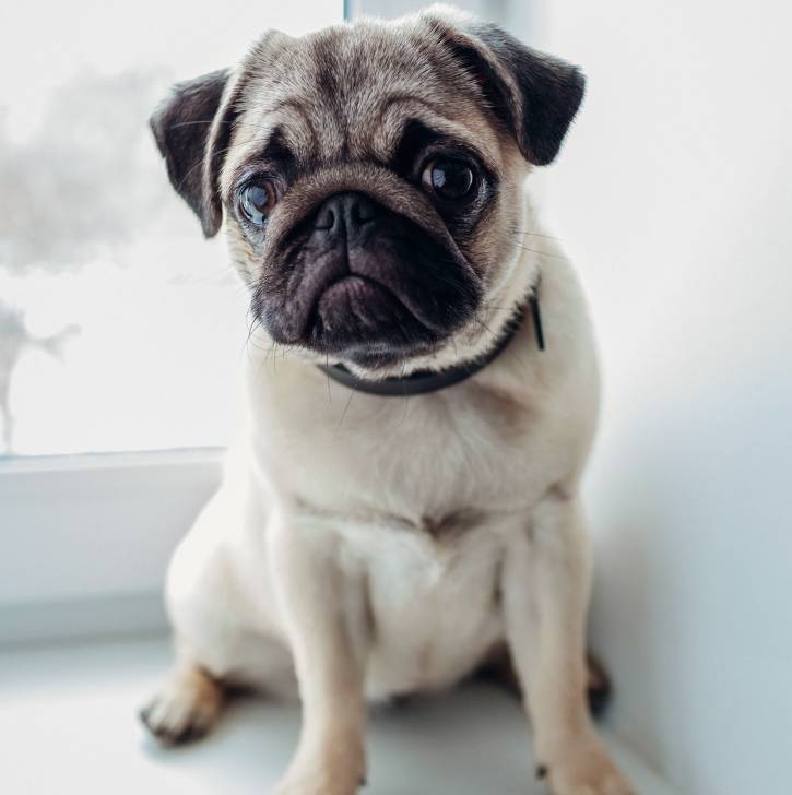 Un Bullpug regardant vers la caméra et portant un collier autour du cou