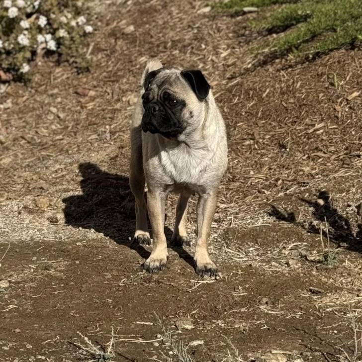 Un Bullpug sur une surface herbacée et semblant détendu 
