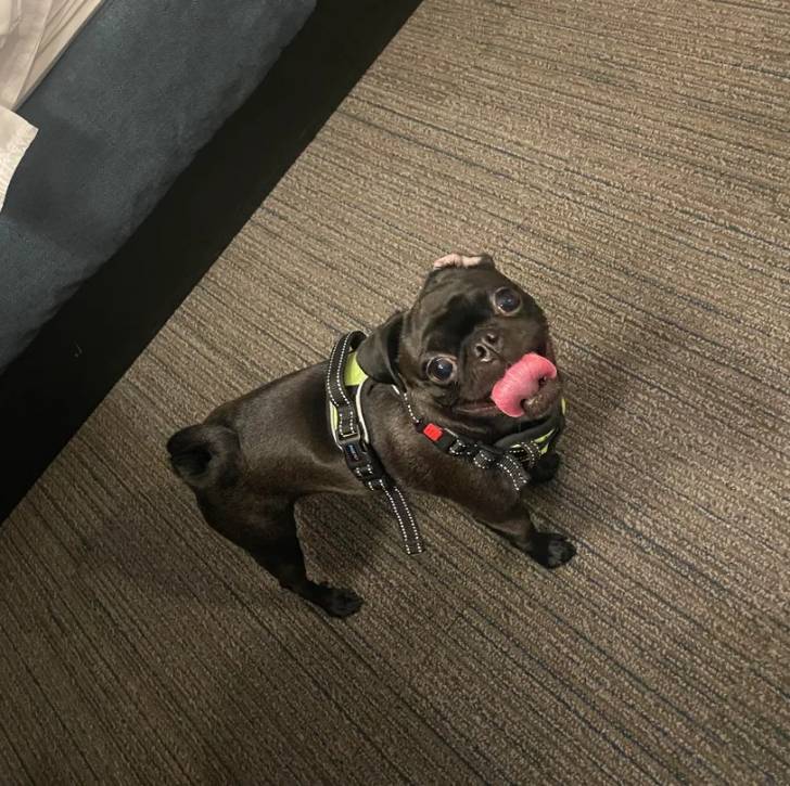 Un Bullpug tirant la langue et portant un harnais 