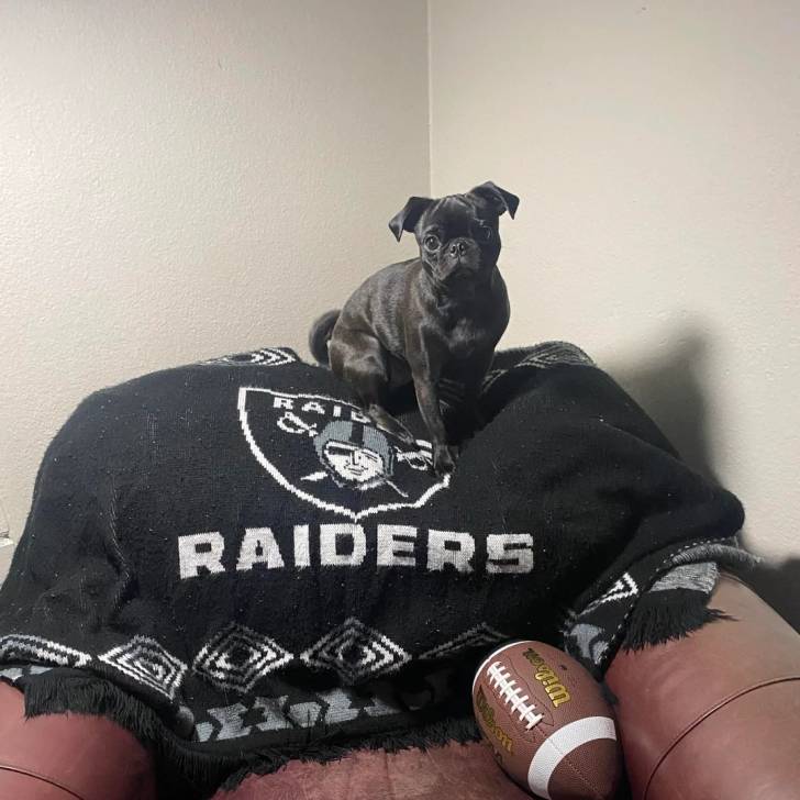 Un Bullpug assis sur un canapé et regardant vers la caméra