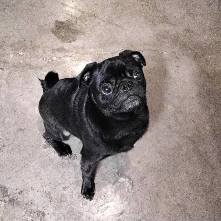 Un Bullpug assis sur une surface bétonnée et semblant détendu 