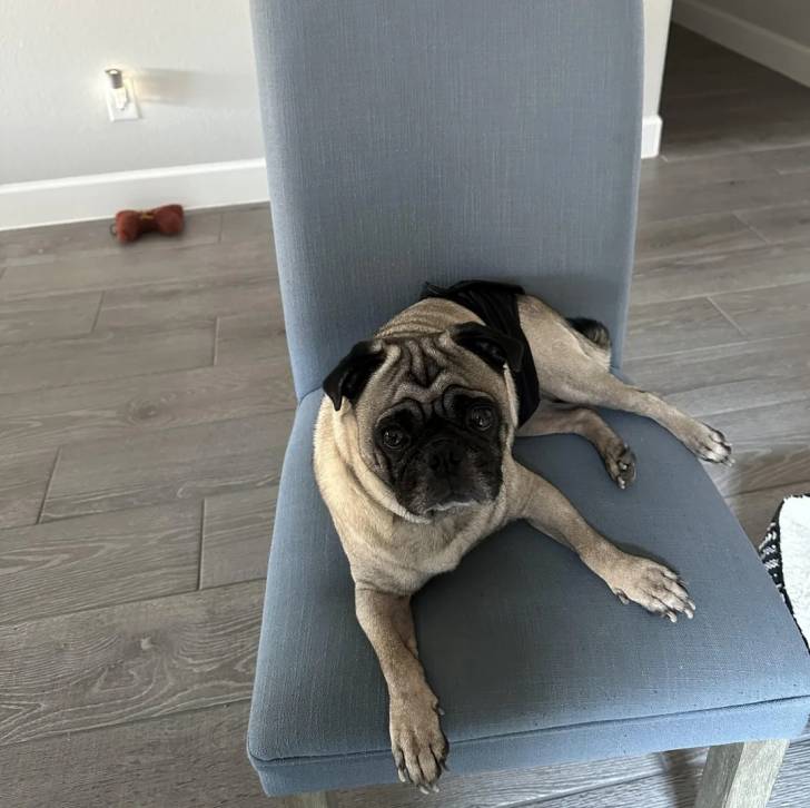 Un Bullpug allongé sur une chaise et regardant vers la caméra