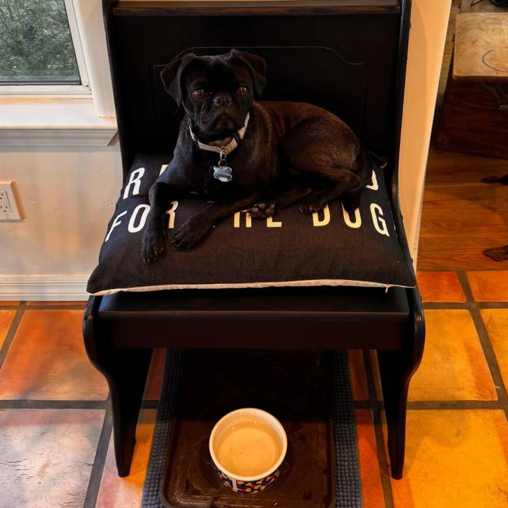 Un Bullpug allongé sur une chaise et portant un collier autour du cou
