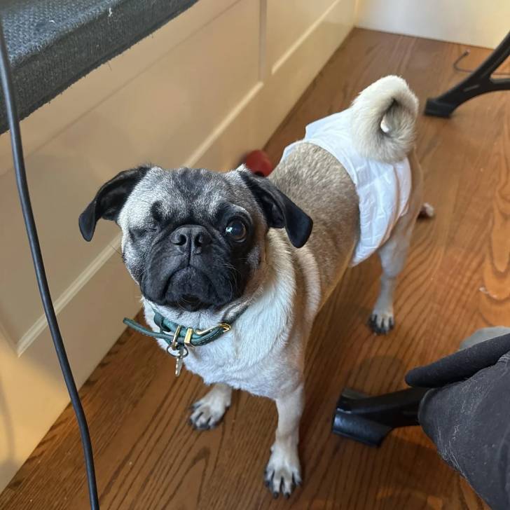 Un Bullpug sur un plancher et portant un collier autour du cou