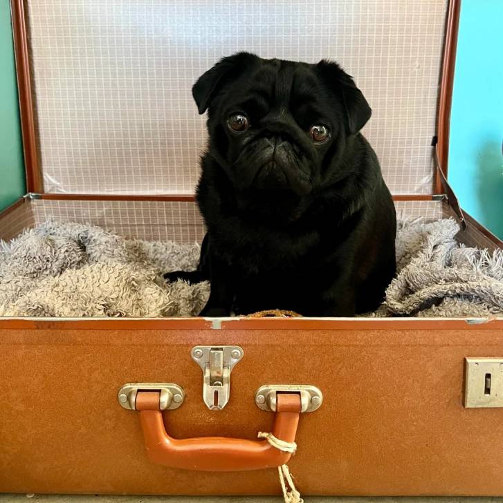 Un Bullpug assis dans une valisette et regardant vers la caméra 