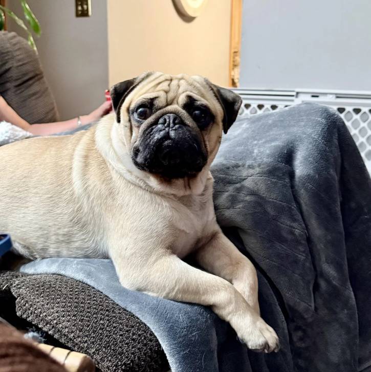 Un Bullpug allongé sur un canapé et semblant détendu 