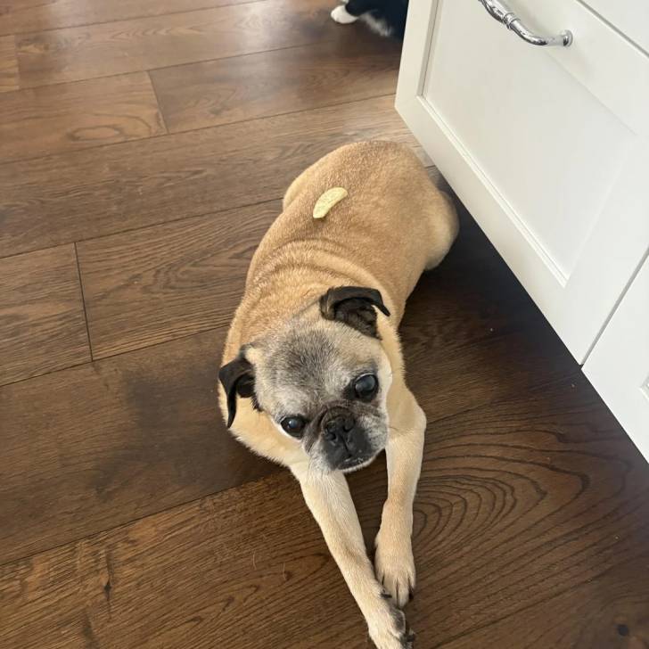 Un Bullpug allongé sur un plancher et semblant détendu 