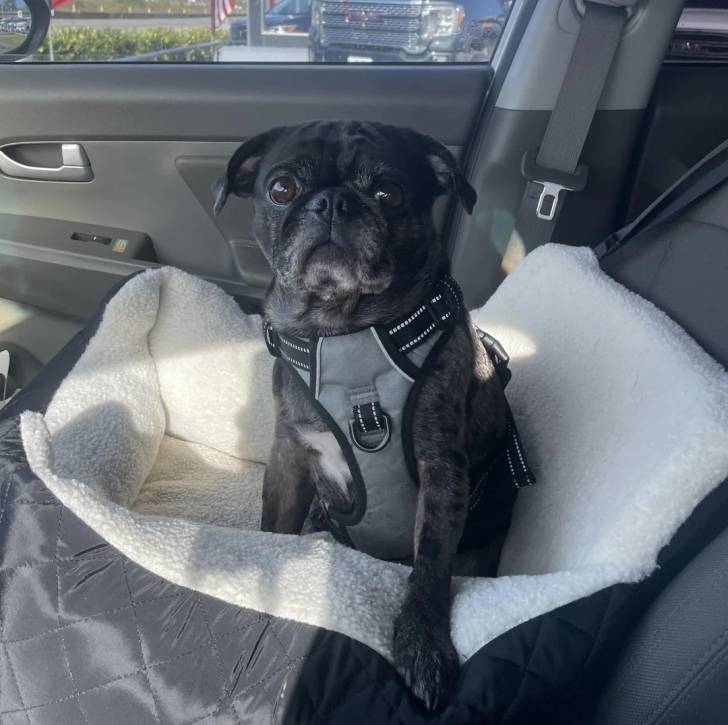 Un Bullpug assis dans un panier et portant un harnais 