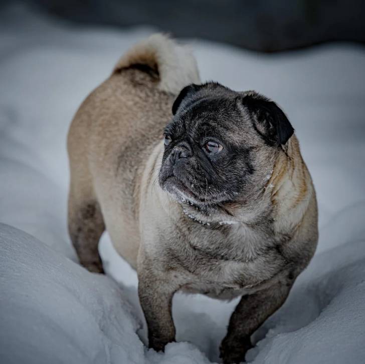 Un Bullpug sur une surface enneigée et semblant détendu 