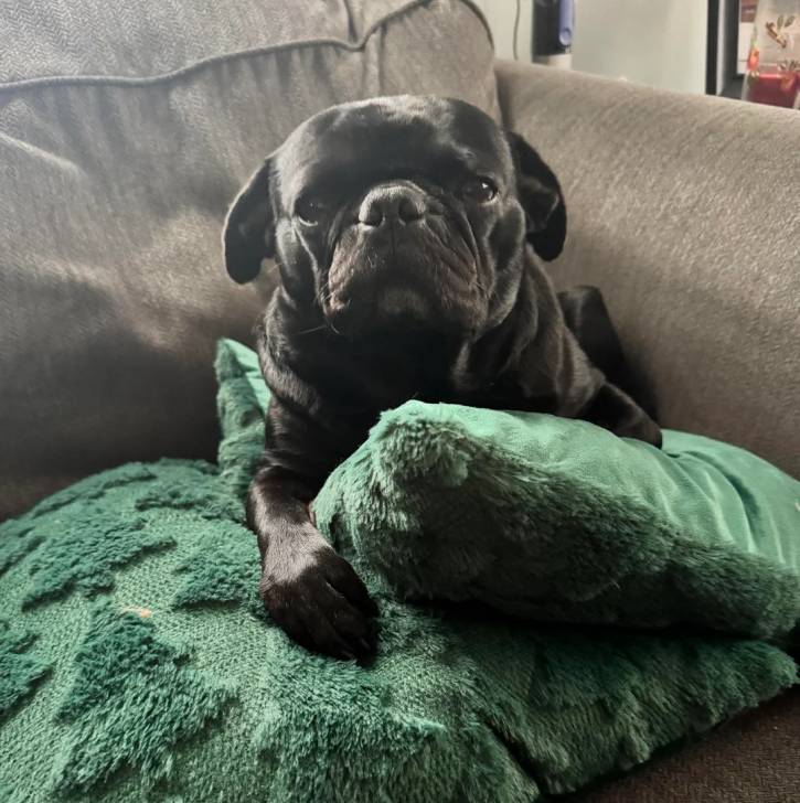 Un Bullpug allongé sur un canapé et regardant vers la caméra 