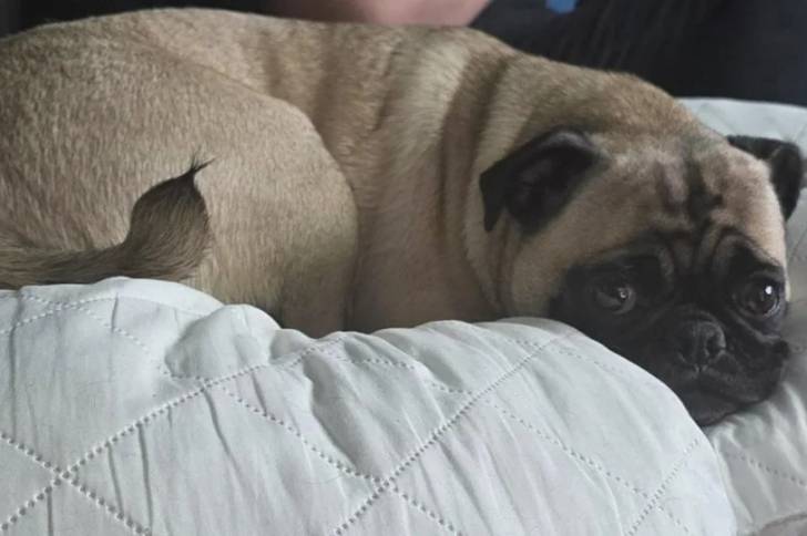 Un Bullpug allongé sur un canapé et regardant vers la caméra 