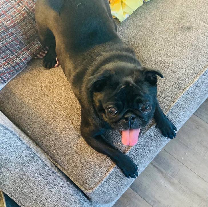 Un Bullpug sur un canapé et tirant la langue 