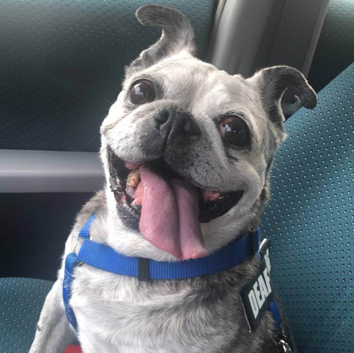 Un Bullpug tirant la langue et portant un harnais 