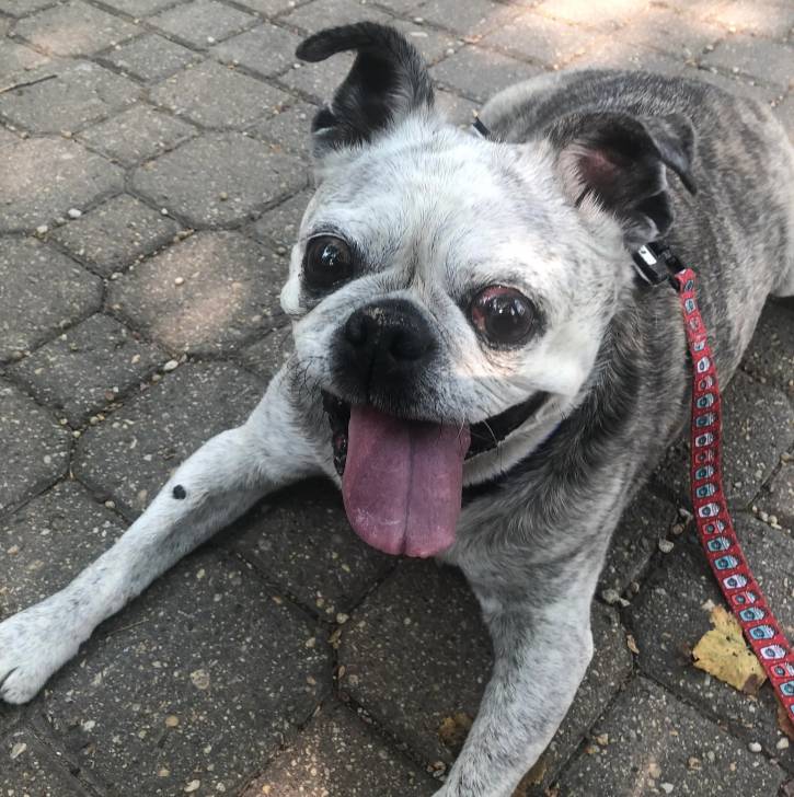 Un Bullpug tirant la langue et qui est tenu en laisse