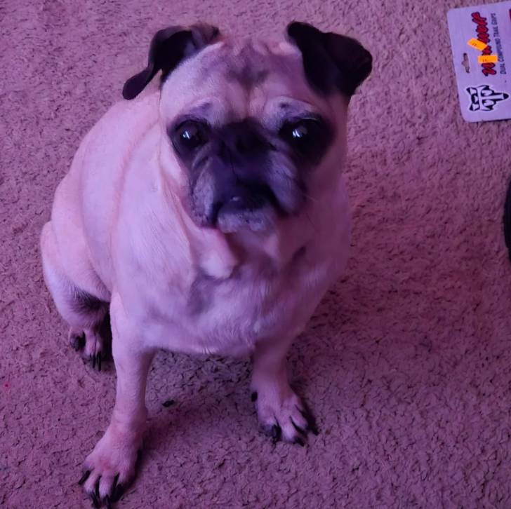 Un Bullpug assis sur une moquette et regardant vers la caméra 