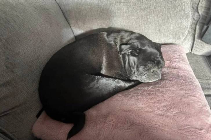 Un Bullpug allongé sur un canapé et semblant détendu