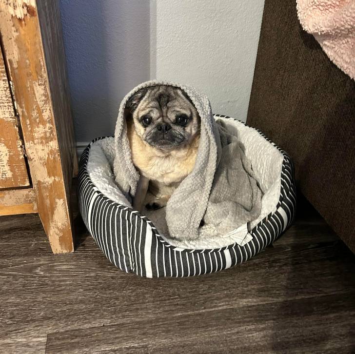 Un Bullpug assis dans un panier et ayant une serviette sur la tête 