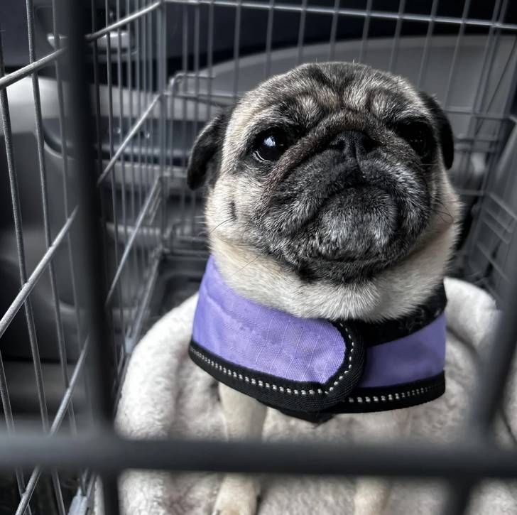 Un Bullpug assis dans une cage et portant un harnais 