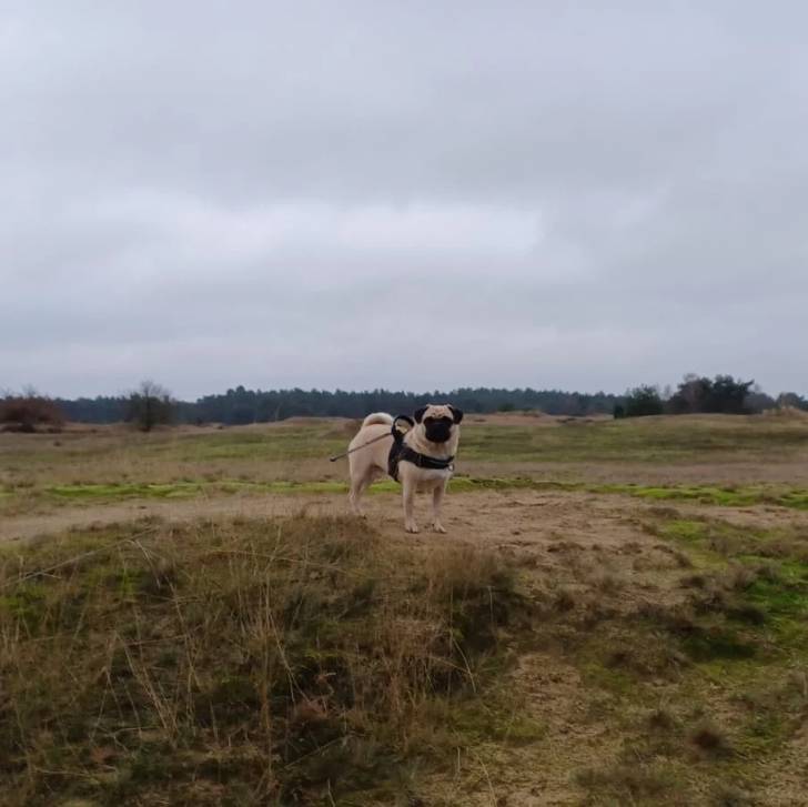 Un Bullpug sur un terrain herbeux et qui est tenu en laisse