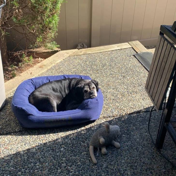 Un Bullpug allongé dans un panier et regardant vers la caméra 